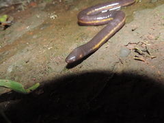 Ichthyophis hypocyaneus