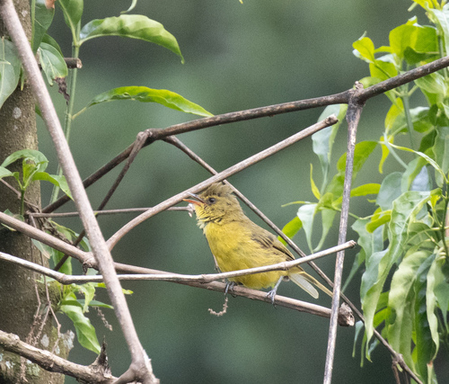 Mountain Yellow Warbler (Iduna similis), photo 4