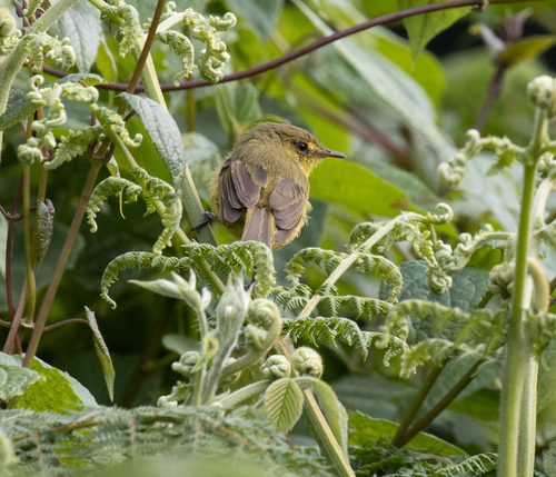 Mountain Yellow Warbler (Iduna similis), photo 5