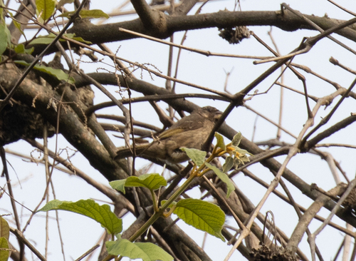 Thick-billed Seedeater (Crithagra burtoni), photo 9