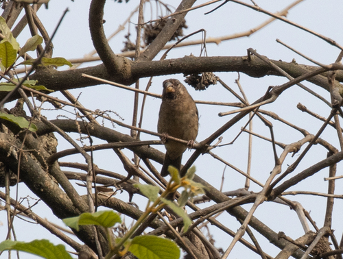 Thick-billed Seedeater (Crithagra burtoni), photo 7