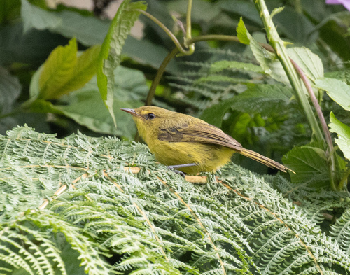 Mountain Yellow Warbler (Iduna similis), photo 2