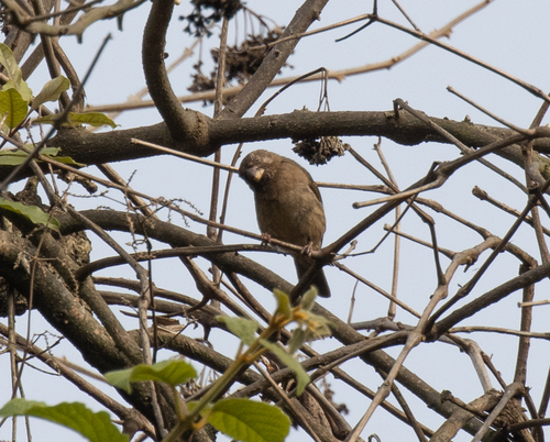 Thick-billed Seedeater (Crithagra burtoni), photo 8