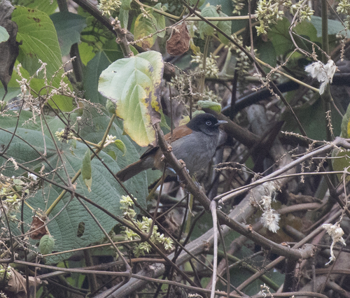 Rwenzori Hill Babbler (Sylvia atriceps), photo 3