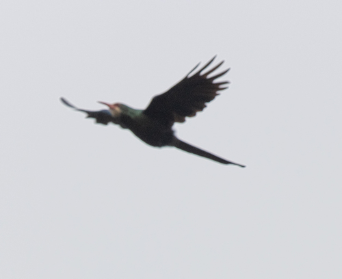 White-headed Wood Hoopoe (Phoeniculus bollei), photo 9