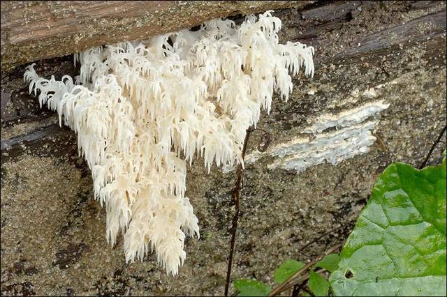 Hericium alpestre