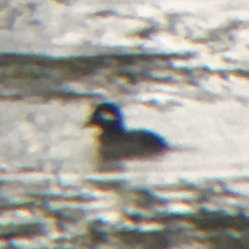 Bufflehead photographed in Arkansas