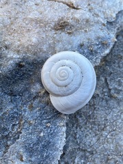 Sonorelix borregoensis