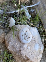 Sonorelix borregoensis