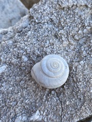 Sonorelix borregoensis