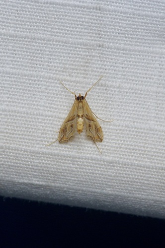 Eastern Lineodes Moth photo 5