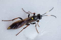 Ichneumon inquinatus