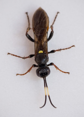 Ichneumon inquinatus