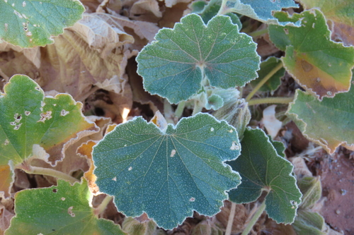 Wild Pumpkin (Radyera urens)