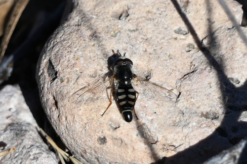 Unknown species found near Santa Cruz County, AZ, USA