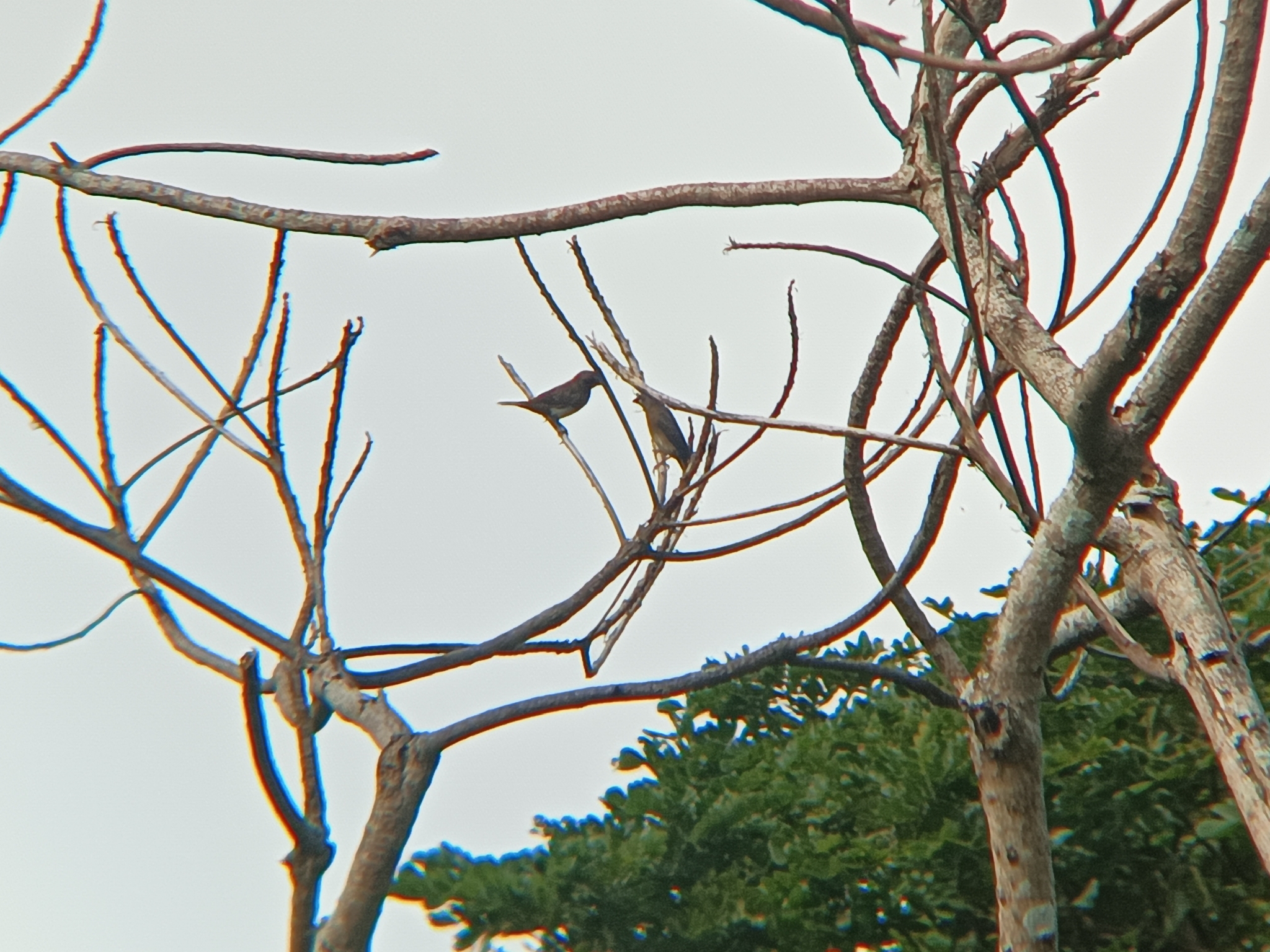 White-bellied Munia