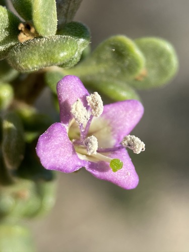 Baja desert-thorn (Lycium brevipes)