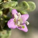 Common Desert Thorn - Photo (c) Matt Berger, some rights reserved (CC BY), uploaded by Matt Berger