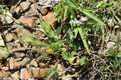 Zornia thymifolia