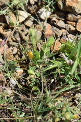 Zornia thymifolia