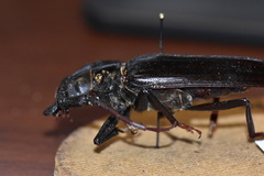 Derobrachus geminatus