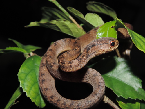 Photo of a Keeled Slug Snake (Pareas carinatus)