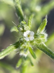 Cryptantha maritima maritima
