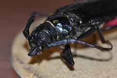 Derobrachus geminatus