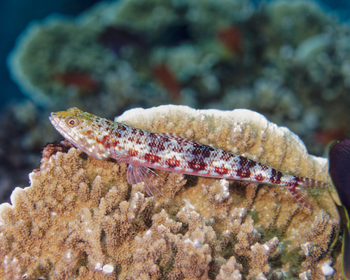 Twospot lizardfish (Synodus binotatus) — Synodontidae — 4