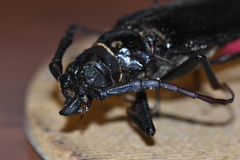 Derobrachus geminatus