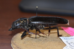 Derobrachus geminatus