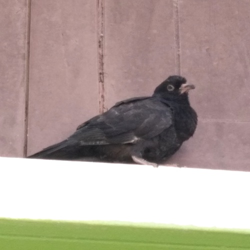 Feral Pigeon