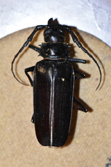 Derobrachus geminatus