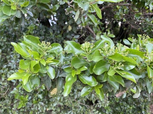 Brittlewood nuxia (Nuxia congesta)