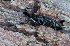 Agonum fuliginosum