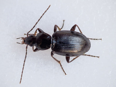 Agonum fuliginosum