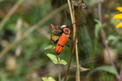 Chauliognathus togatus