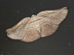 Xenomusa metallica