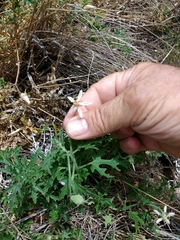 Blumenbachia insignis