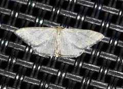 Idaea coercita
