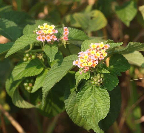 common lantana