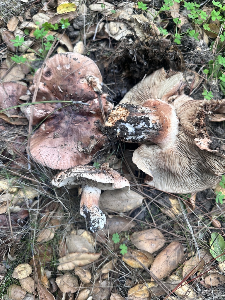 Tricholoma dryophilum · December 2025 · photo: © katrinamccollough (iNaturalist, cc0)