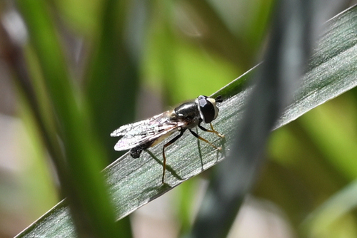 Unknown species found near Santa Cruz County, AZ, USA