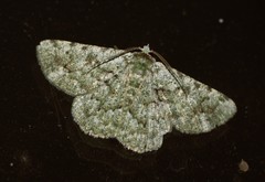 Aeolochroma hypochromaria