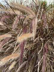 Cenchrus × cupreus
