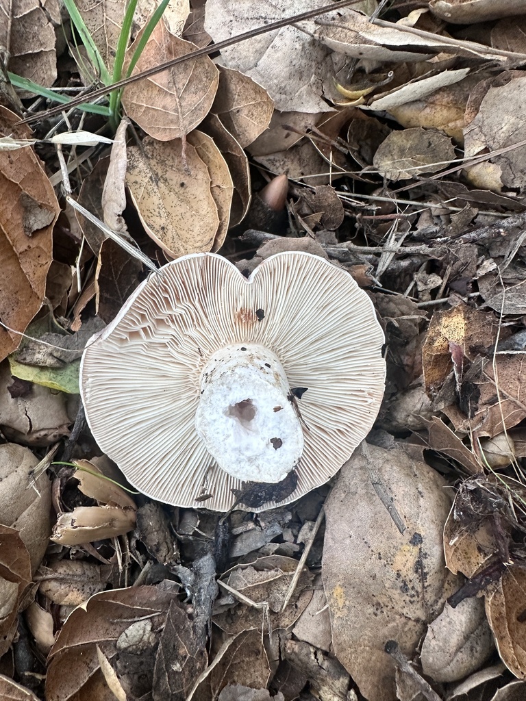 Lactarius argillaceifolius · December 2025 · photo: © katrinamccollough (iNaturalist, cc0)