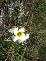 Mandevilla petraea