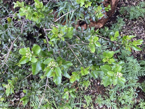 Brittlewood (Nuxia congesta)