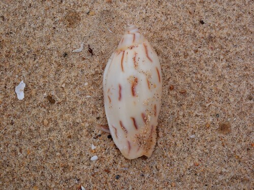 Amoria maculata observed 2025-12-23