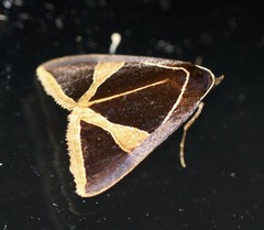 Agamana conjungens